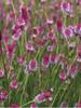 25 Pimprenelle Seeds - Aromatic Perennial Vegetable Garden - Reproducible Peasant Seeds - Semiwild