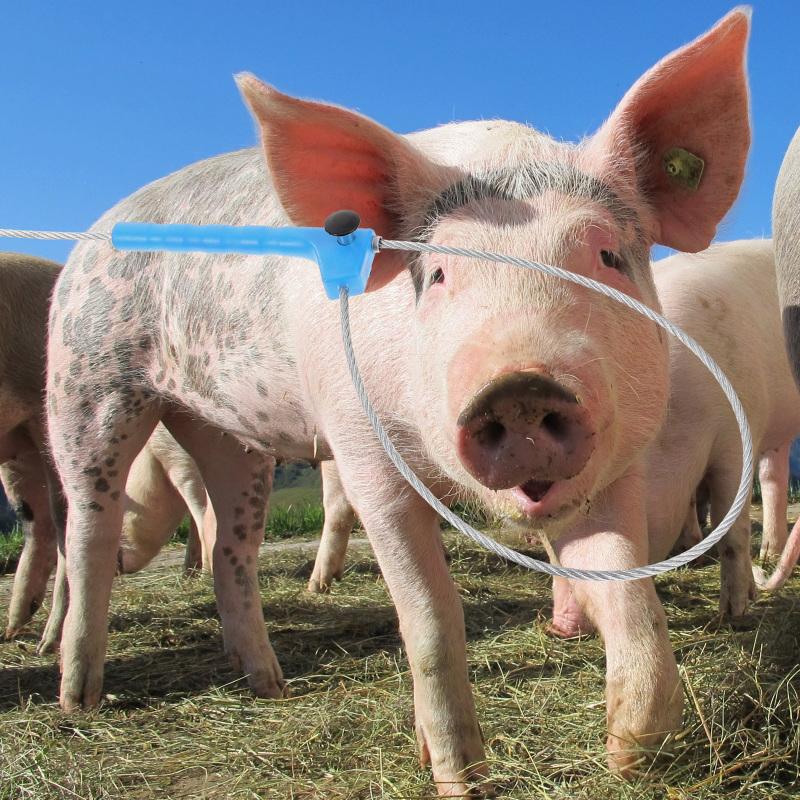 Convenient Catch Pole Farm Pig Catcher Portable Sheep Catcher Catch Supply