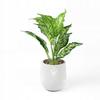 Artificial Plant Flower In A Pot For Home Office Realistic Dieffenbachia