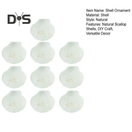 10 Adet Doğal Deniz Tarağı Kabuğu Kendin Yap El Sanatları Tema Parti Dekoru Parlak Beyaz Deniz Kabukları Takı Noel Süslemesi