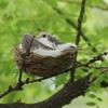 1Pcs/set Simulation Fake Bird'S Nest Natural Circle Bird Cage Gardening Decoration Set
