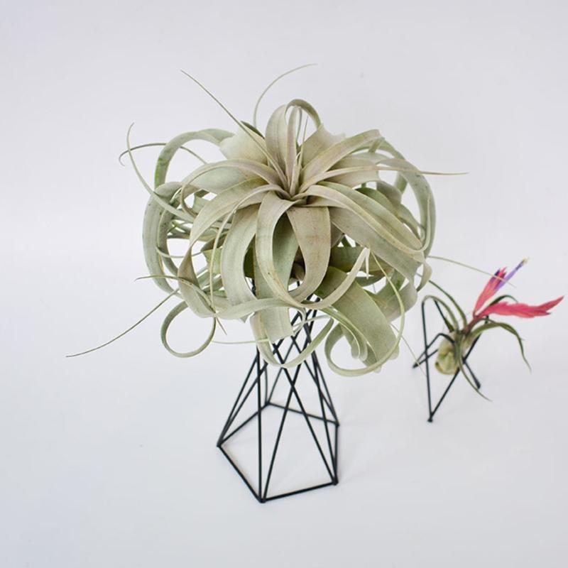 Suporte para Planta de Ar Vasos de Flores de Metal Suporte Geométrico de Ferro Suporte para Tillandsia Mesa Jardim de Casa Ornamento