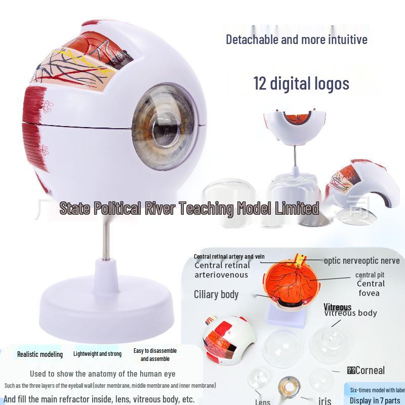 Human Eyeball Anatomy Model 6x Magnification for Teaching and Medical Study