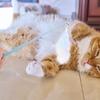 3Pcs Cat Wand Interactive Teaser Stick Bell Plume Multifunctional Cat Engaging Play Fishing Pole for Indoor Cats Self-Activity