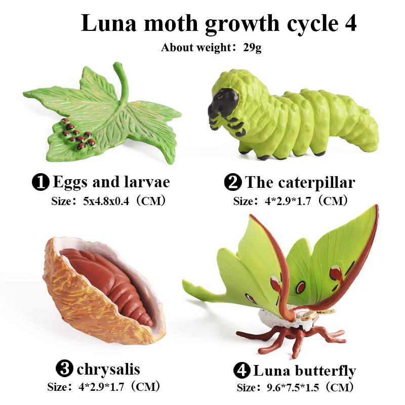 Oenux Insect Animals Model Monarch Actias Ningpoana Swallowtail Butterfly Growth Cycle Garden Figurine Education Kid Toy Gift