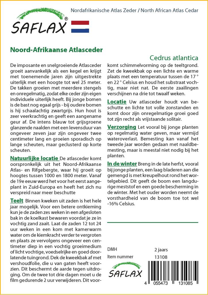 SAFLAX North African Atlas Cedar - 20 Seeds - Cedrus Atlantica