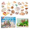2025 Seashells Advent Calendar,24 Days of Christmas Countdown Toys Learning Collection Seashells Model for Kids Adults