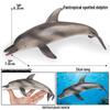 Marine Life Cognitive Toy Set: Sperm Whale, Shark, Bowhead Whale, Blue Whale