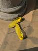 Summer Yellow Pointed Mesh Yarn Breathable Flat Bottom Shallow Mouth Single Shoes Women's Casual Sandals