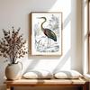 Poster Heron Bird Illustration