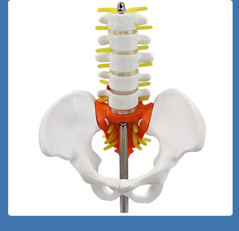 Dynamic Female Lumbar Spine & Pelvis Model – Movable Mini Skeleton for Postpartum Recovery