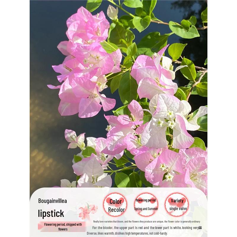 Large Bougainvillea Climbing Plant with Flowers - Indoor/Outdoor Greenery for Balcony and Courtyard