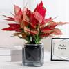 Yousheng Automatic Water-absorbing Flowerpot with Transparent Water Level Indicator Self-Watering Planter for Indoor Plants Succulents Cactus