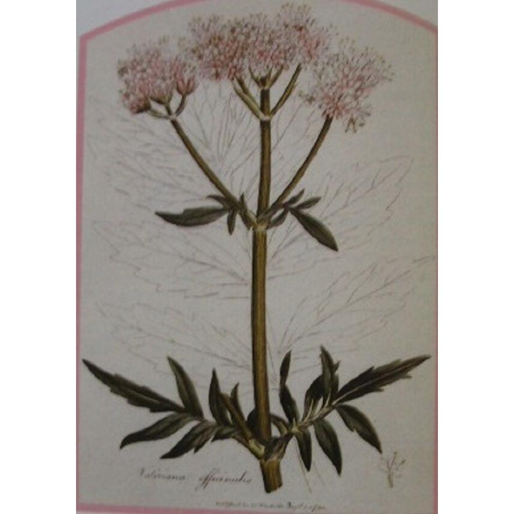 Valerian Root Herbal Tea 250g Natural Relaxing Infusion Blend