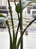 Durable Plant Support Cage Includes Monstera Clip Set, Ideal For Promoting Healthy Plant Growth; Durable Monstera Plant Trellis & Support