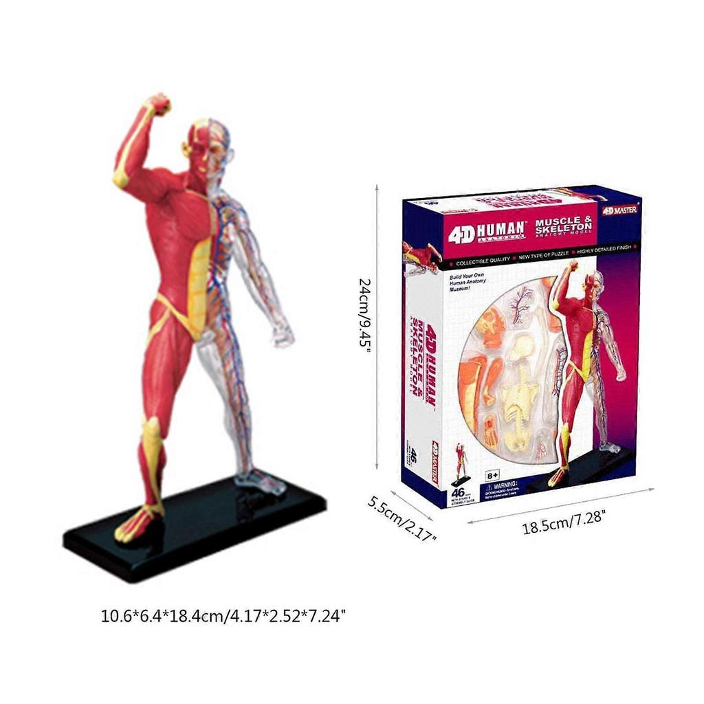 Menschliches Muskelanatomie-Modell Transparenter Körper Medizinisches Modell Skelett Medizinisches Lehrmittel für Medizinstudium Lehre