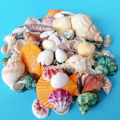 2-5 cm naturligt snäckskal och snäcka, 3D-snäckskalspetaltillbehör, handgjorda dekorationer, pysselmaterial