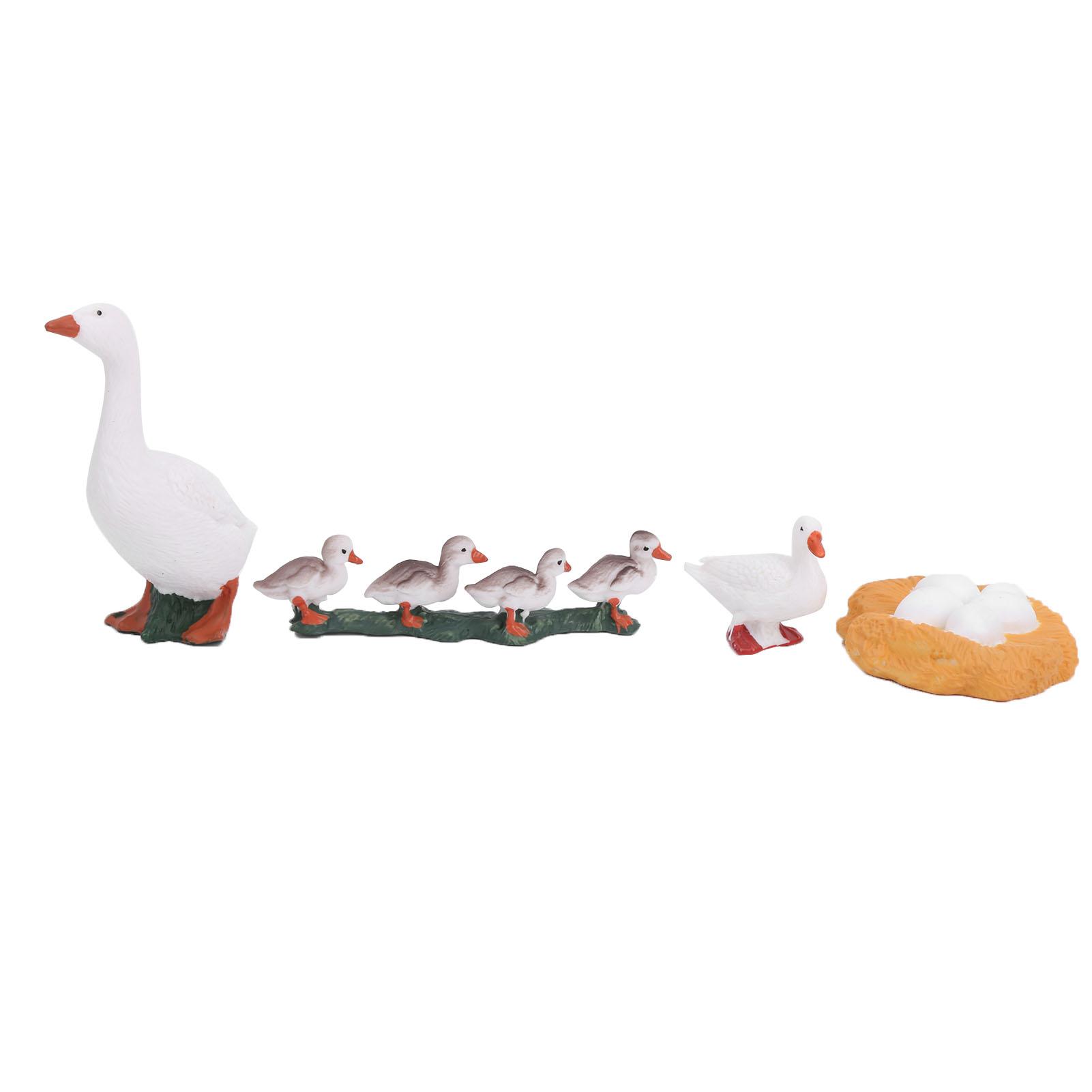 

4 Stage Growth Cycle Model Animal Duck Life Cycle Models Children Educational ToyB