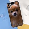 Pomeranian Dog Phone Case For iPhone 16 Pro Max 12 13 Mini 11 14 15 Pro Max XR 16 15 Plus 16e Cover Shell
