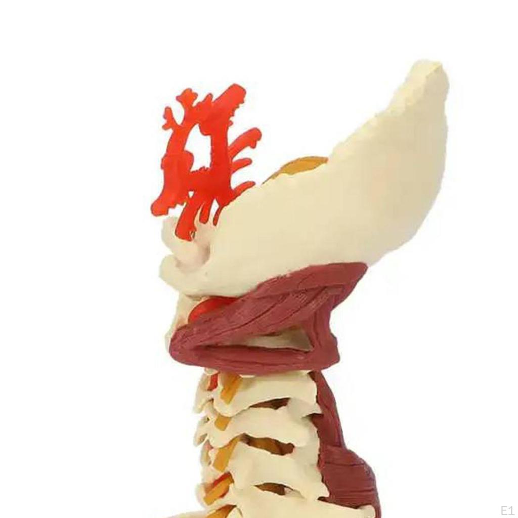 Spine Model,Cervical Vertebra Vertebrae Insertion Points Lumbar Column,Education Nerves Arteries