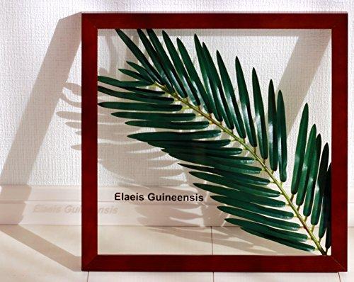 

Handmade Guinea oil palm leaf panel in Japan. Includes display instructions. Perfect for wall art, living rooms, entryways, or any space. Modern and s