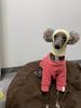 Unny Pom Pom Knit Hat for Italian Greyhound Dachshund Weimaraner Greyhound Clown Style Pet Accessories