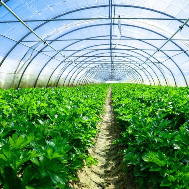 Fertilizzante per Piante da Giardino e Fattoria 20ml Necessario per la Crescita delle Piante 920 Regolatore di Crescita per Piante Utile Accessorio per Giardinieri