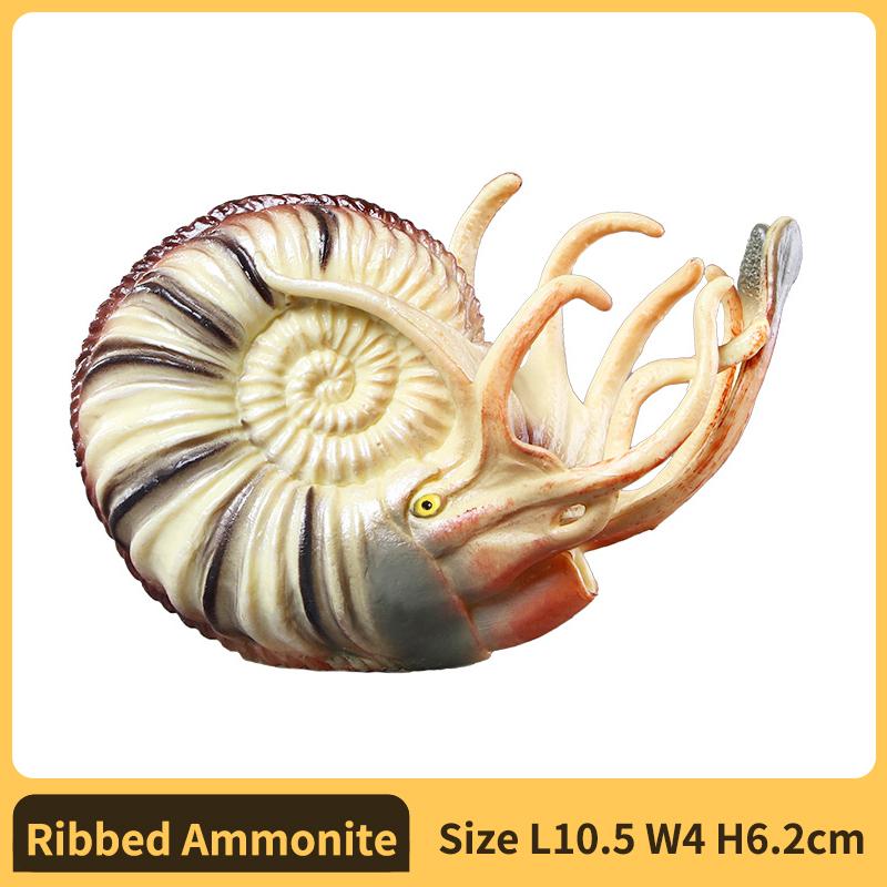 

Nautilus ammonoid Figurine Plastic Model Figure - Enjoyable Instructive Enjoy Toy designed for Boys Girls and Children Ages 18M+Nautilus
