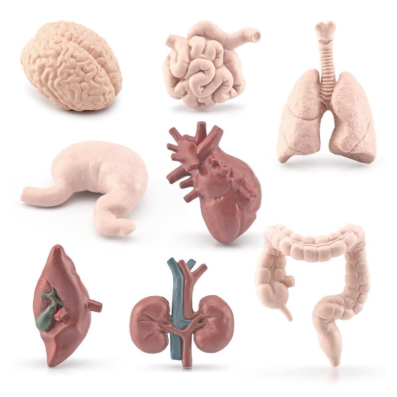Modelli di Organi del Corpo Umano 3D 8 Pezzi Ausili Didattici per Bambini Scuola di Medicina Busto Umano Classe Educativa Materiale Didattico