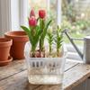 Clear Hydroponics Nursery Pots 4 Grids Tulip Bulb Planter Planting Basket  Indoor Gardening