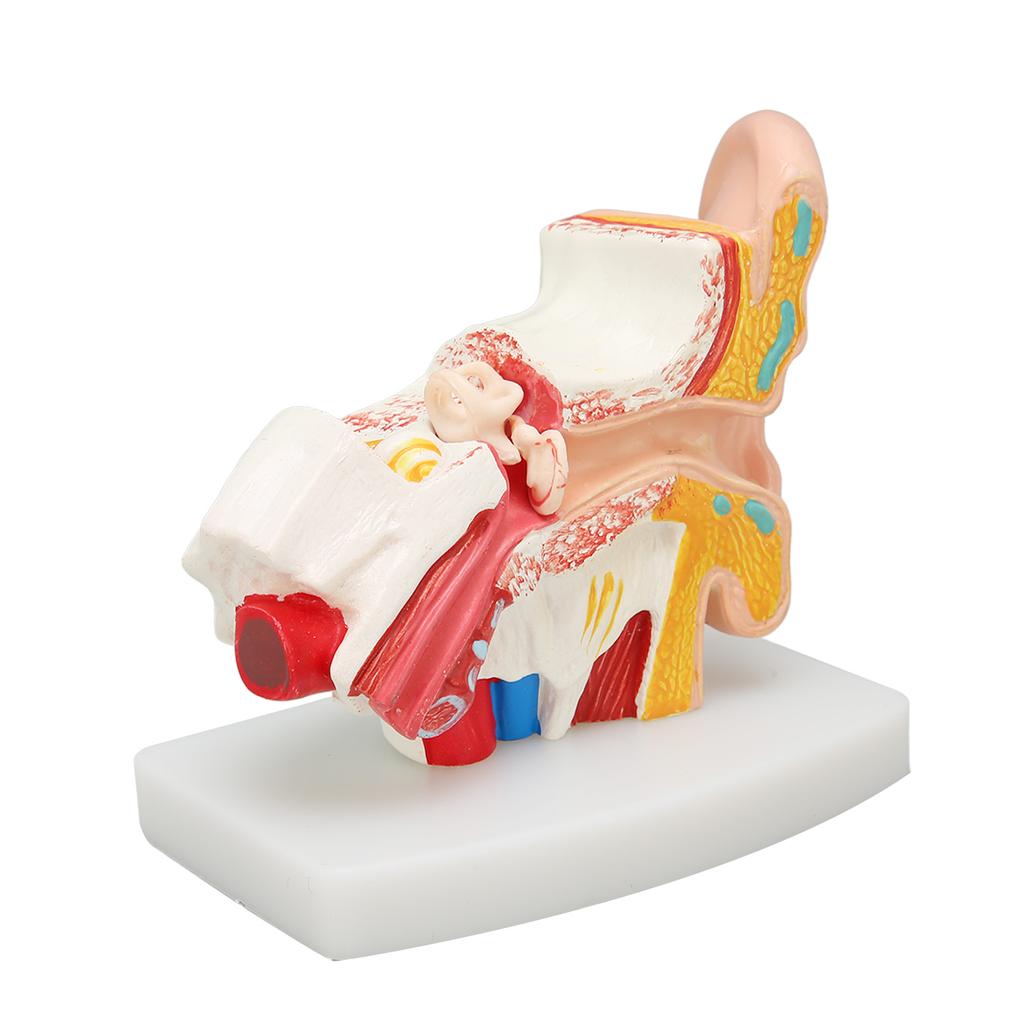 Human Ear Anatomical Model Clear Structure Simulation Inner Ear Model for Education Display