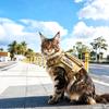 Cães – Colares e correias para cães