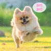 100/200pcs Dog Hair Clips Multicolor Barrettes Small Bone Snap Hair Clips for Dogs Cat Pet Grooming Bows Hair Accessories