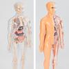 Clear Human Body Structure Model Kit 28-Piece Removable Anatomy Figure 3D Assembly Set DIY Human Torso Organ Model for Education And Demonstration