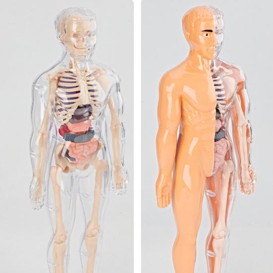 Clear Human Body Structure Model Kit 28-Piece Removable Anatomy Figure 3D Assembly Set DIY Human Torso Organ Model for Education And Demonstration