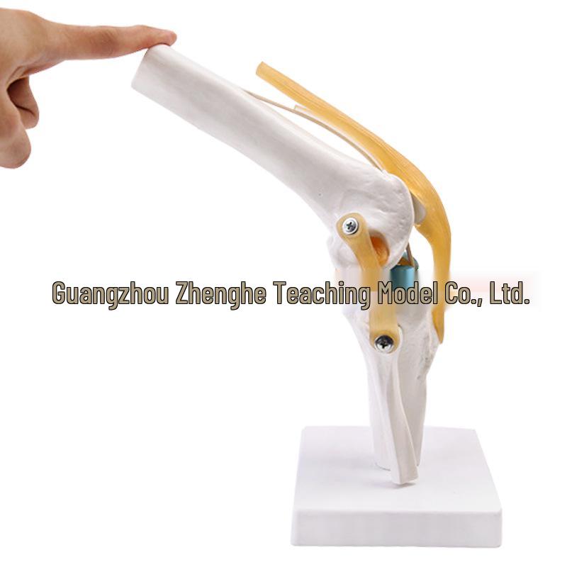 Functional Human Knee Joint Model with Ligaments