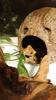 High-Protein Complete Nutrition for Growing Crested Geckos – Strong Growth & Vivid Appetite – ECOROGY CRESBAIT (BABY) 50 G × 1 Pack or 2 Packs