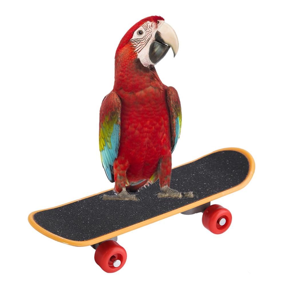 1Pc Parrot Skateboard Perch Stand Bird Funny Training Playing Interaction Toy