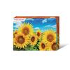 500-teiliges Puzzle – Sonnenblumen blühen unter dem blauen Himmel, beliebtes koreanisches Puzzle