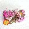 Dried Flowers Home Photography Props DIY Ornament Craft Specimen Accessories