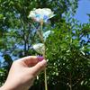 6Pcs Large Gold Leaf Roses Fade Resistant Romantic Eternal Roses Handcrafted Artificial Crystal Flowers