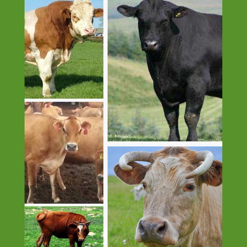 Anelli nasali per svezzamento vitelli 5x Anello nasale per svezzamento mucca Prevenzione suzione latte Strumento per svezzamento bestiame da fattoria Compatto Per bovini