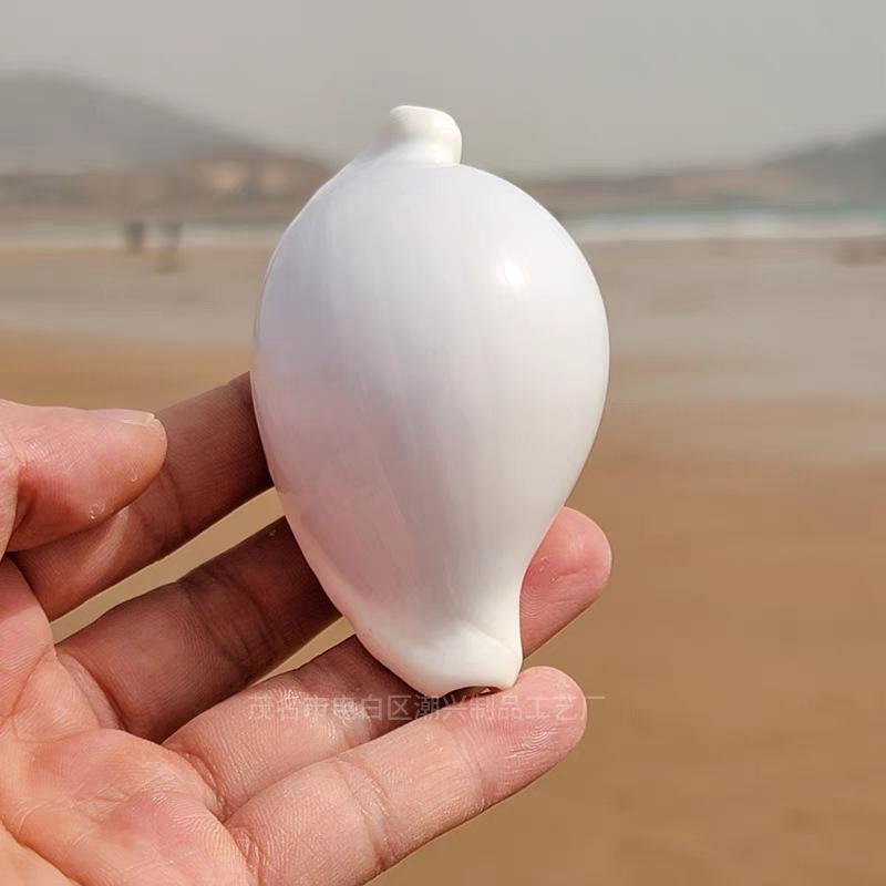 12pcs/lot White Rabbit Conch Natural Shell Conchs Aquarium Home Decoration Wedding Floor Wall Paste Micro-landscape Creative