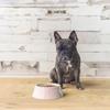 Staub Light Pink Pet Bowl, Ceramic, for Dogs and Cats, Food and Water Bowl, Dishwasher and Microwave Safe [Official Japanese Product] Z1034-546