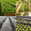 Greenhouse Support Set with Fiber Rods, Insect Net, and Bird & Animal Protection
