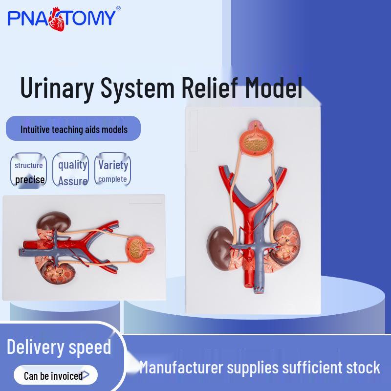 Human Urinary System Relief Model: Kidneys, Ureter, Bladder, and Urethra Anatomy 40x26x4.2 cm