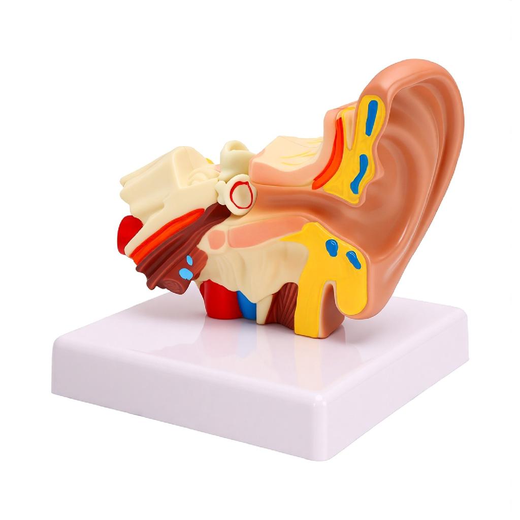 1.5 Times Enlarged Human Ear Anatomy Model Left Outer Middle Inner Structure Anatomical Ear Model