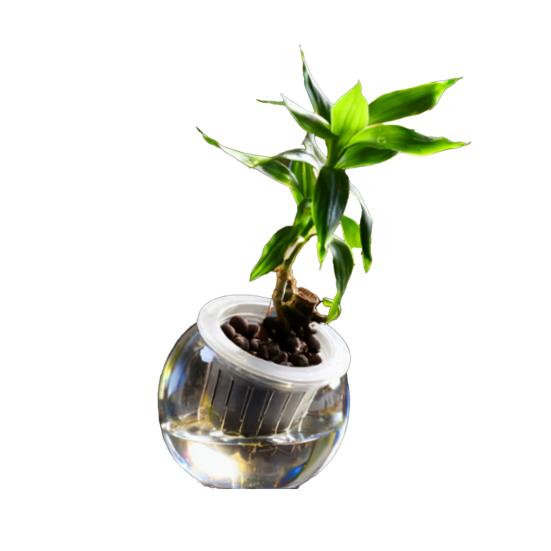 Aquaponik Betta Fischtank Transparenter Kunststoff Bruchfester Pflanzbehälter Ökosystem Aquarium Schreibtisch Aquaponik System für Betta Fisch Zimmerpflanzen