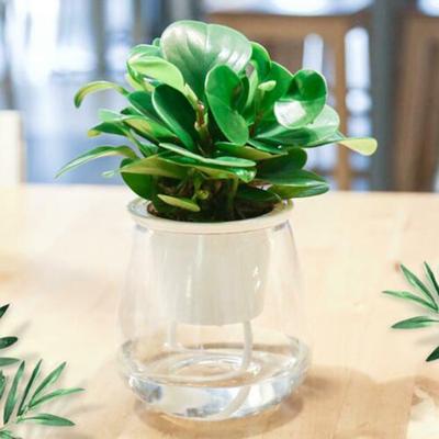Transparent Self Watering Plant Flower Planting Pot Plastic Planter Home Garden Buy At A Low Prices On Joom E Commerce Platform