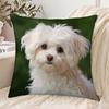 1 Pillowcase, 2D Flat Printing, Single-sided Print, No Pillow Insert, 17.72 X 17.72 Inches (45 X 45cm), Not Real Embroidery, Maltese Plush Ornament | 